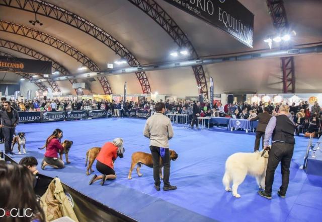 Record number of exhibitors and visitors  The best Zootechnia yet